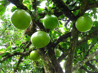 Calabash Fruit Pictures