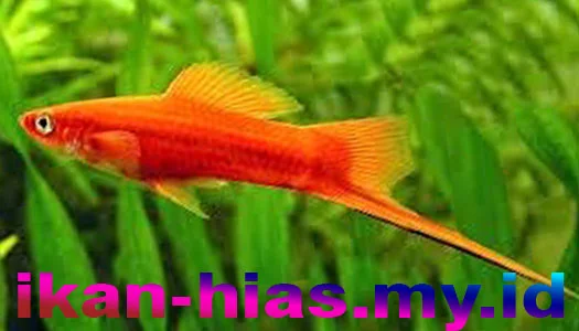 Swordtail