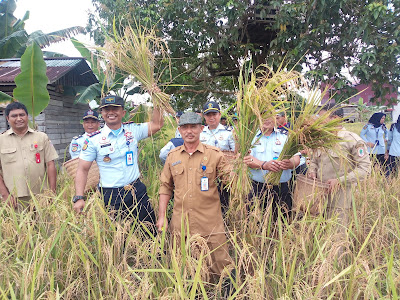 Rutan Klas IIB Putussibau Panen Padi Bersama Warga Binaan