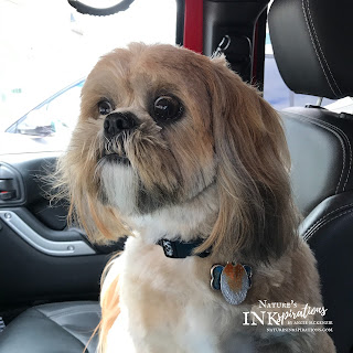 Our Benji - Excited to go home!  | Nature's INKspirations by Angie McKenzie