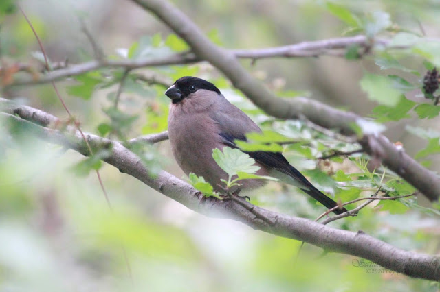 Eurasian Bullfinch