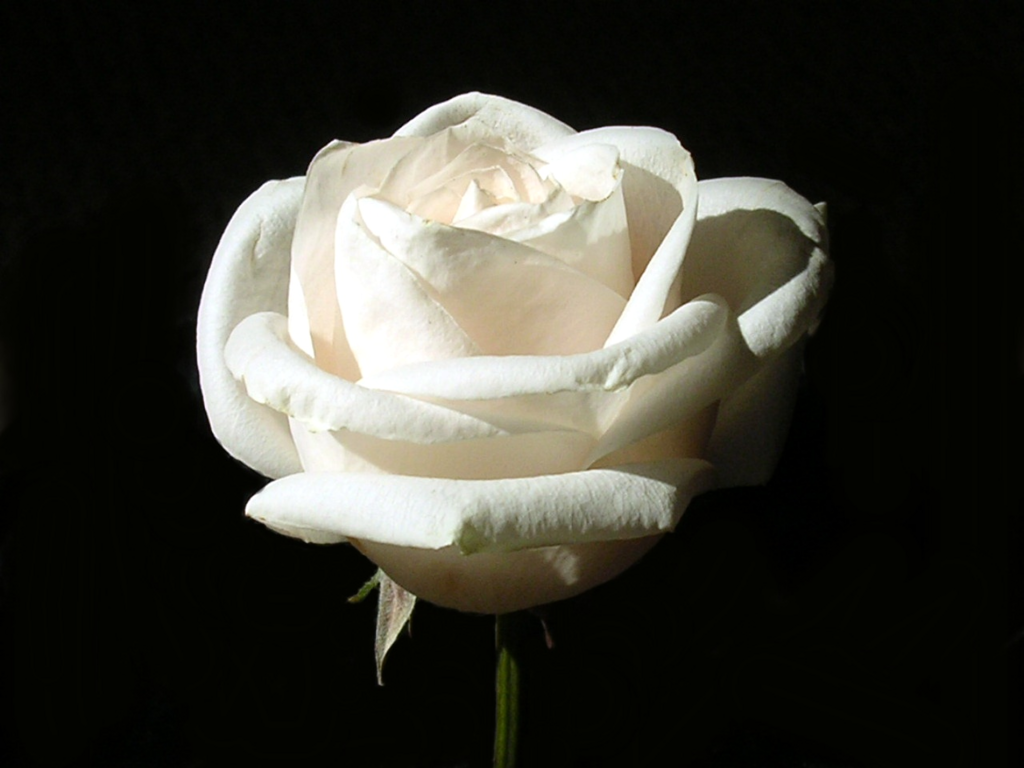 to see the white rose of