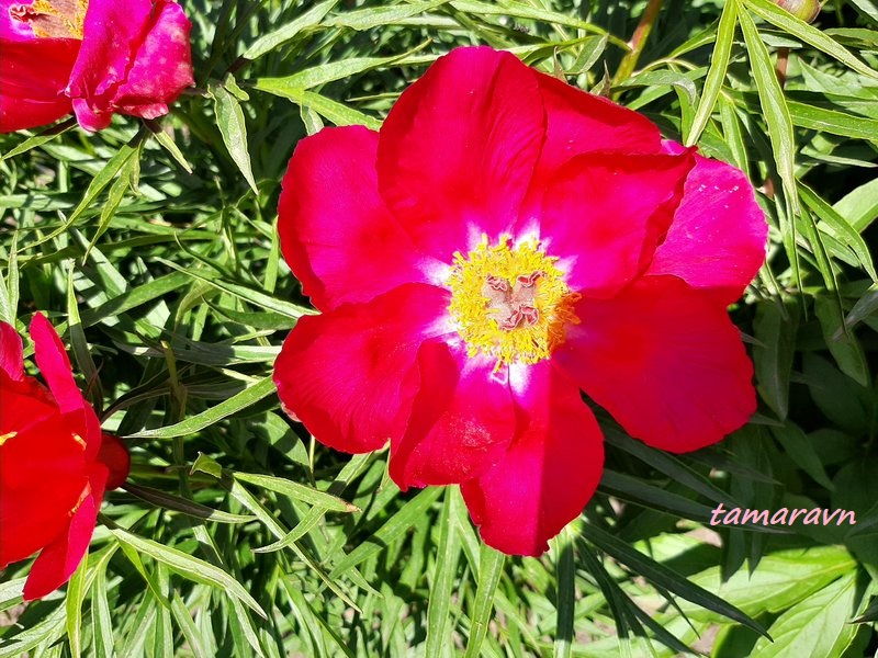 Пион 'Орлёнок' (Paeonia 'Orlyonok')