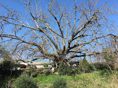 Photo of Orangevale California Trees, Cactus and the Farm Next Door. by gvan42 Gregory Vanderlaan