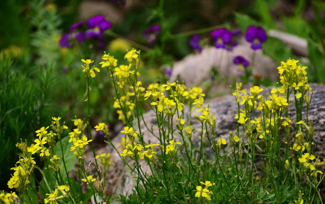 Erysimum, Wallflower, Viola elegantula, rock garden, cohan magazine