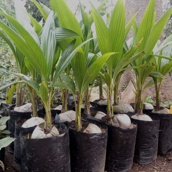 bibit kelapa pandan thailand solusi tanaman masa kini Surakarta