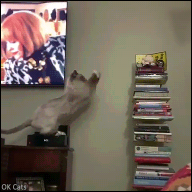 Funny cat GIF • Cat trying to catch a mysterious thing but fails miserably [ok-cats.com]