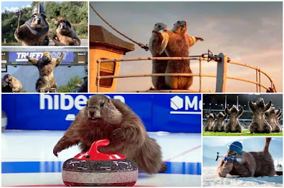 Les marmottes de France 3.https://ptitrapporteurdumagarin.blogspot.com/