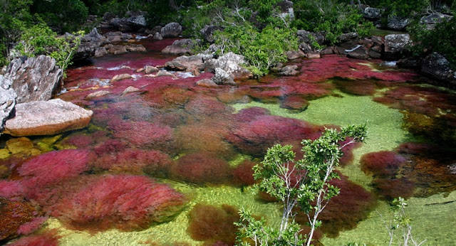 cano cristales 1%255B2%255D أجمل أنهار العالم ، نهر كانو كريستال ذو الألوان الخمسة في كولومبيا