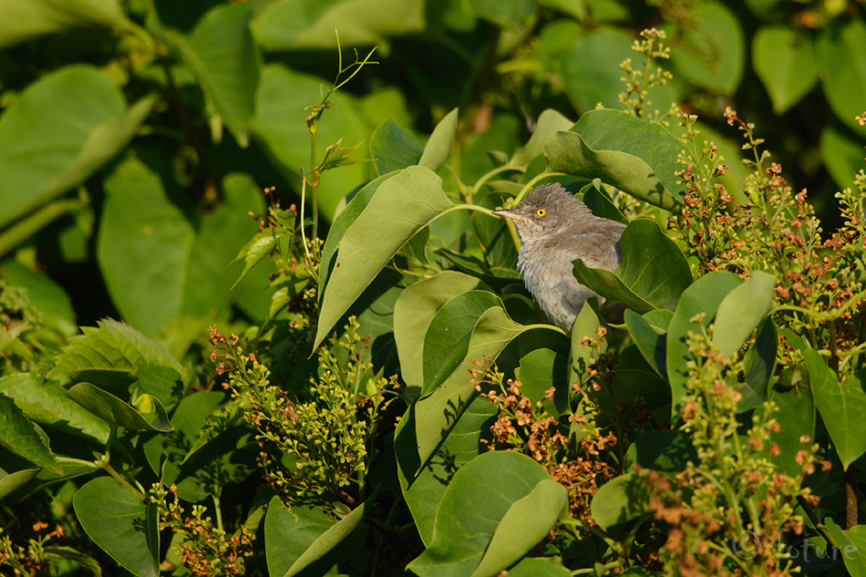 Vööt-Põõsalind, Sylvia nisoria, Barred Warbler, European, Curruca nisoria