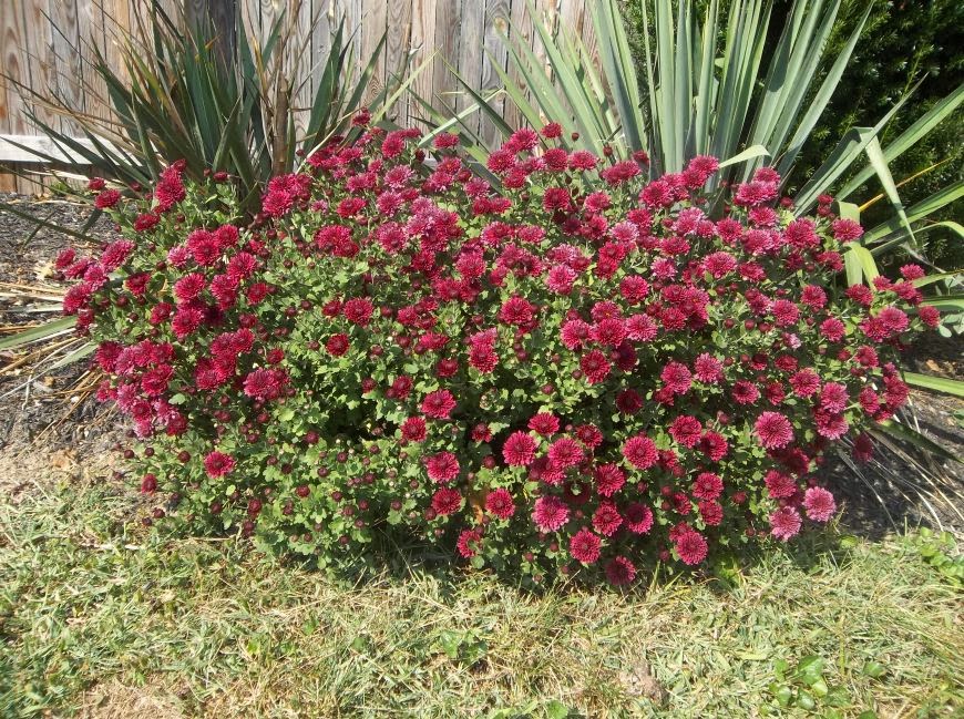 Hardy Chrysanthemum