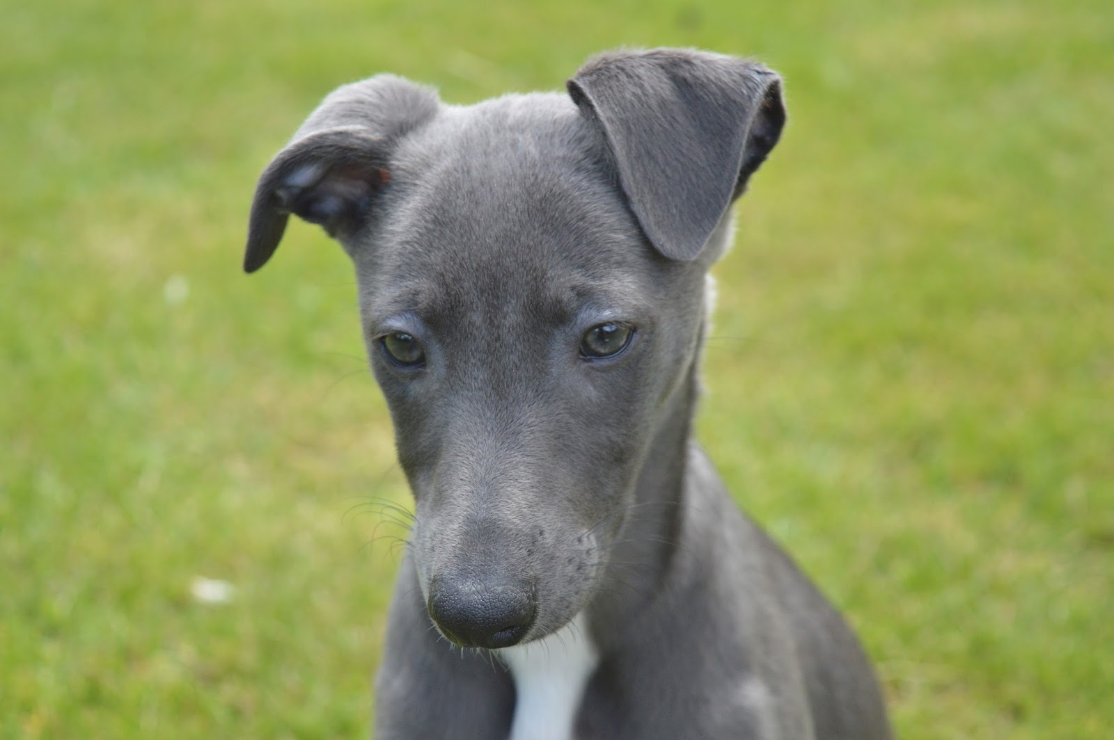 Meet Darcy The Blue Whippet Puppy Mapped Out Blog Uk Beauty