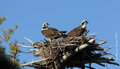 osprey pair