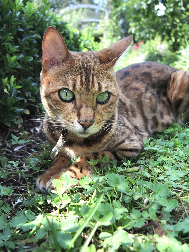 Metz: de botanische tuin - 2: de dieren