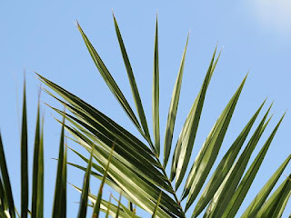 Date Palm