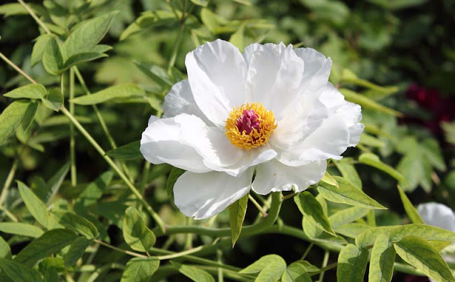 Peony Flowers Pictures