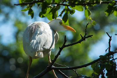 Cattle Egret, UT Southwestern Medical Center Rookery