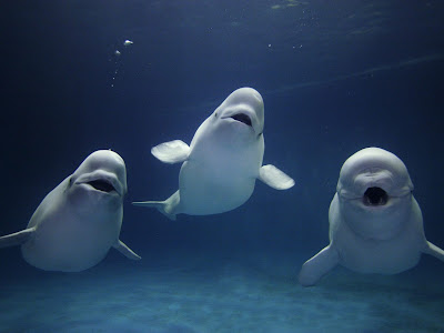 cute beluga whale pictures. eluga whale pictures. cute
