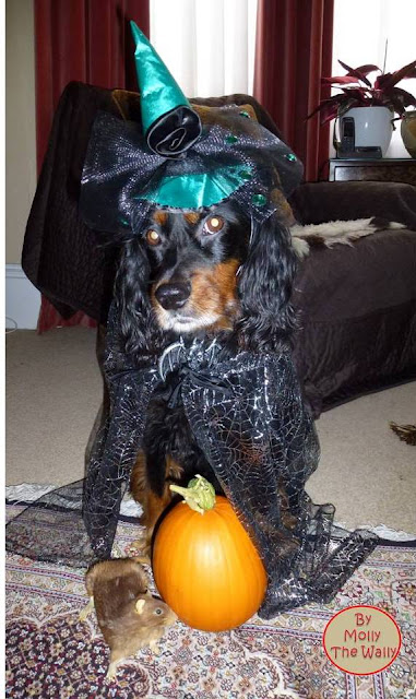 Molly The Wally gets dressed for Halloween.