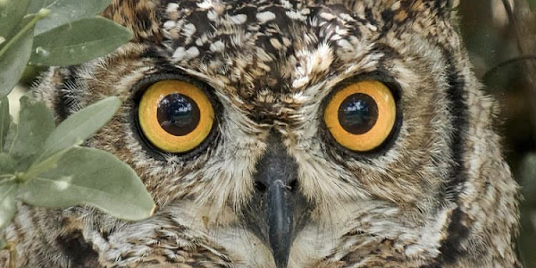 Learn about owls, their habits, and the truth about them