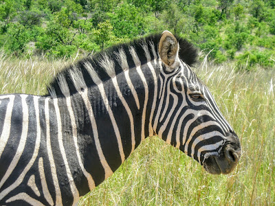 Zebra, Kruger National Park, South Africa