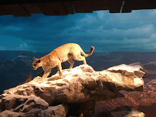 Cougar Grand Canyon Disneyland Railroad Diorama