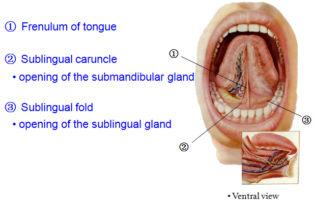 inflamed taste bud. taste bud synapses Number