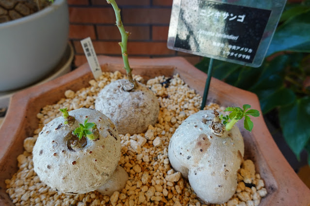 鳥取県西伯郡南部町鶴田 とっとり花回廊 ジャングルドーム ニシキサンゴ