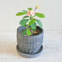 植物をお好みの鉢に無料で植え替えてお届け