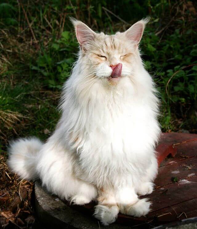 Meet Lotus, A Beautiful Maine Coon Cat, Both Majestic And Adorable