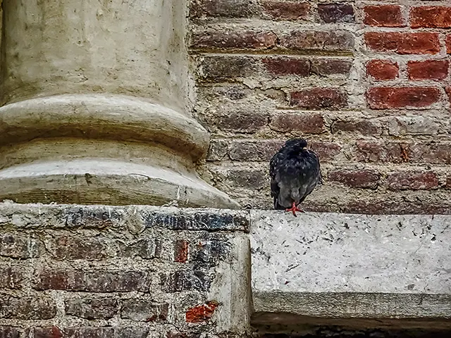 Una paloma en una cornisa en espera.