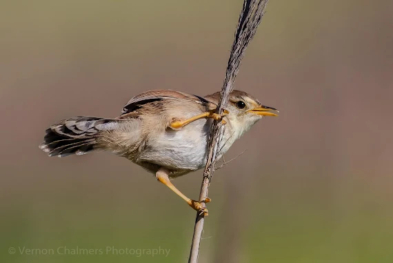 Canon EOS 7D Mark II / 400mm Lens - Table Bay Reserve / Woodbridge Island