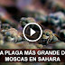 El oasis de las aves y la plaga más grande de moscas (VIDEO)
