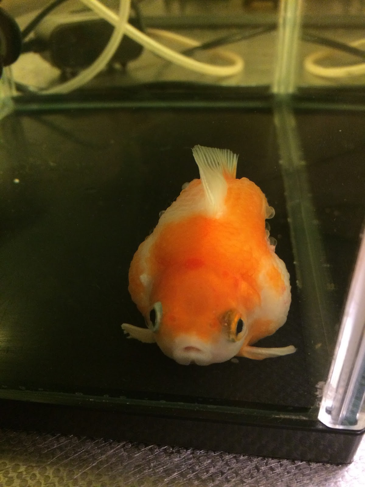 まったりアクアリウムねこ風味 ピンポンパールが逝きました