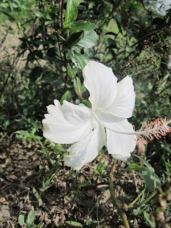 Rose Mallow