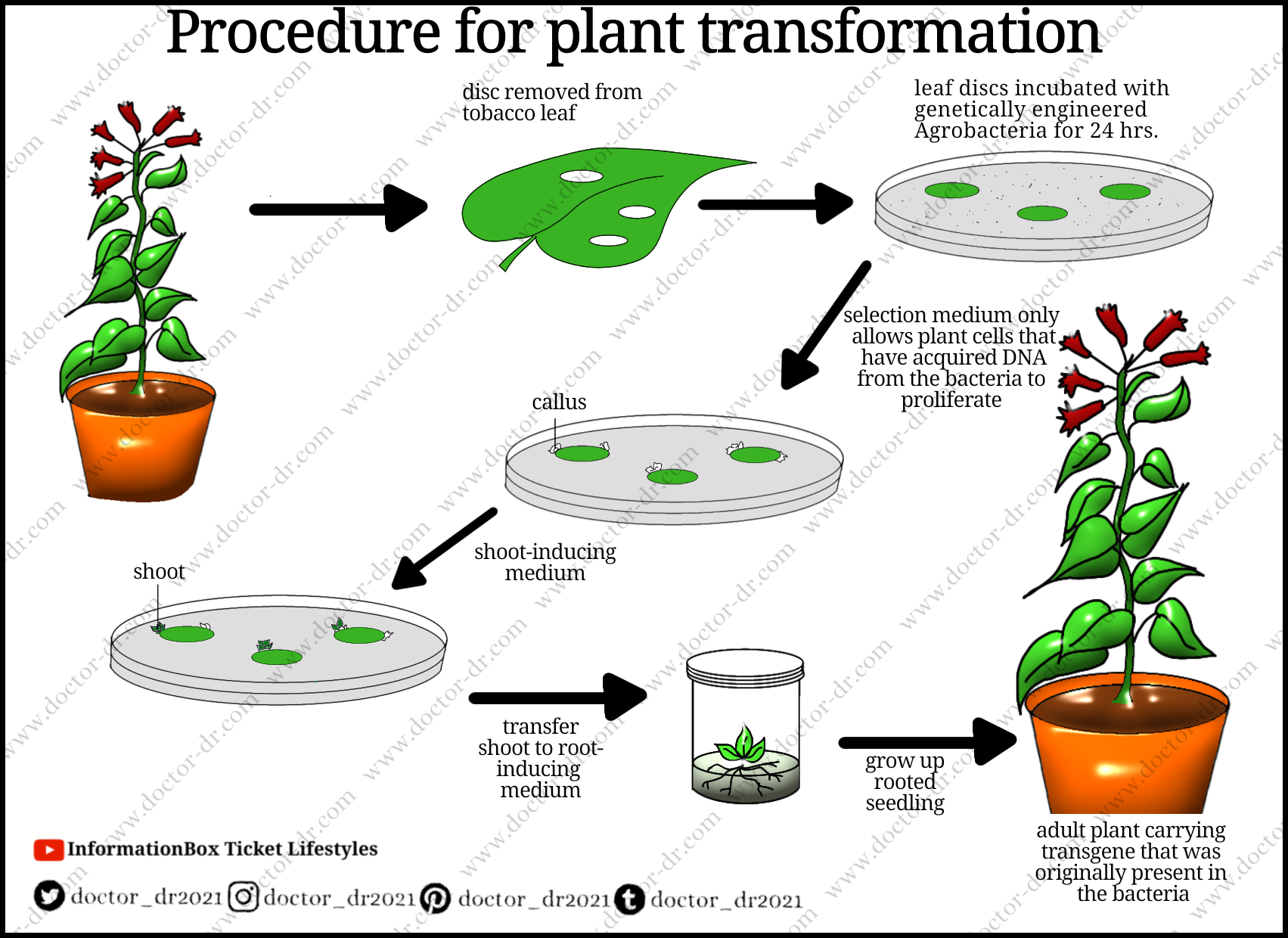 Procedure of Plant Transformation