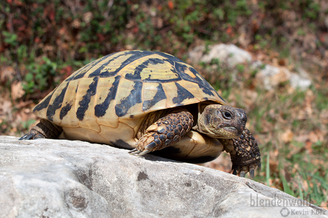 Griechische Landschildkröte - Testudo hermanni