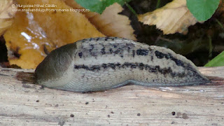 Limax (Limax) cinereoniger DSC47347