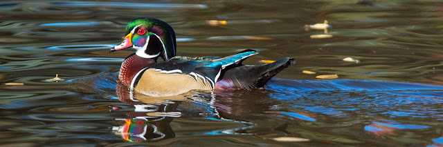 Wood Duck, Sterne Park