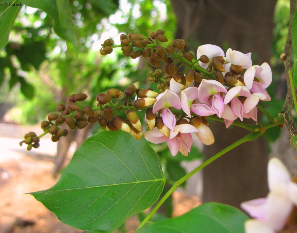 types of flowers honey bees like Evergreen Trees | 978 x 768