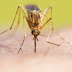 Τι πρέπει να τρώμε για να μη μας τσιμπούν τα κουνούπια. Νέα μελέτη υποστηρίζει ότι τρώγοντας συγκεκριμένες τροφές επιτυγχάνεται.