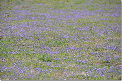 Wildlife Day 151