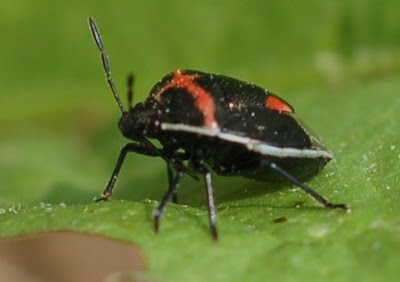 Cosmopepla bimaculata on Dandilion Leaf