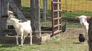 Spring Creek Farm pioneer TN WWOOF USA