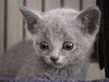 About Russian Blue Cats