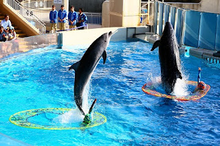 Dolphin performance