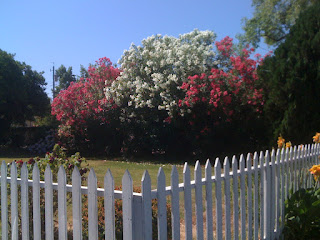 an oleander hedge