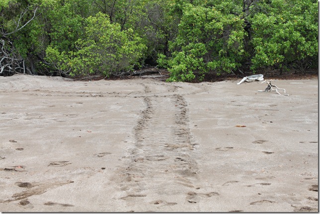 turtle trails espumilla