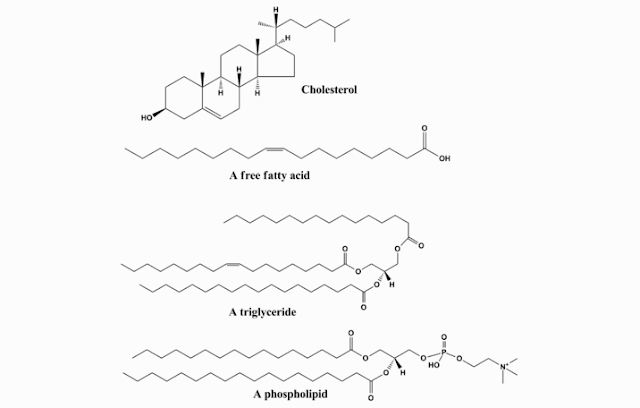 Lipid Structure, Lipid Definition, Lipid Functions, Types of Lipids (Fats