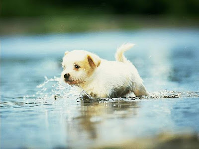 puppy desktop wallpaper. Puppy Wallpapers | Free Puppy